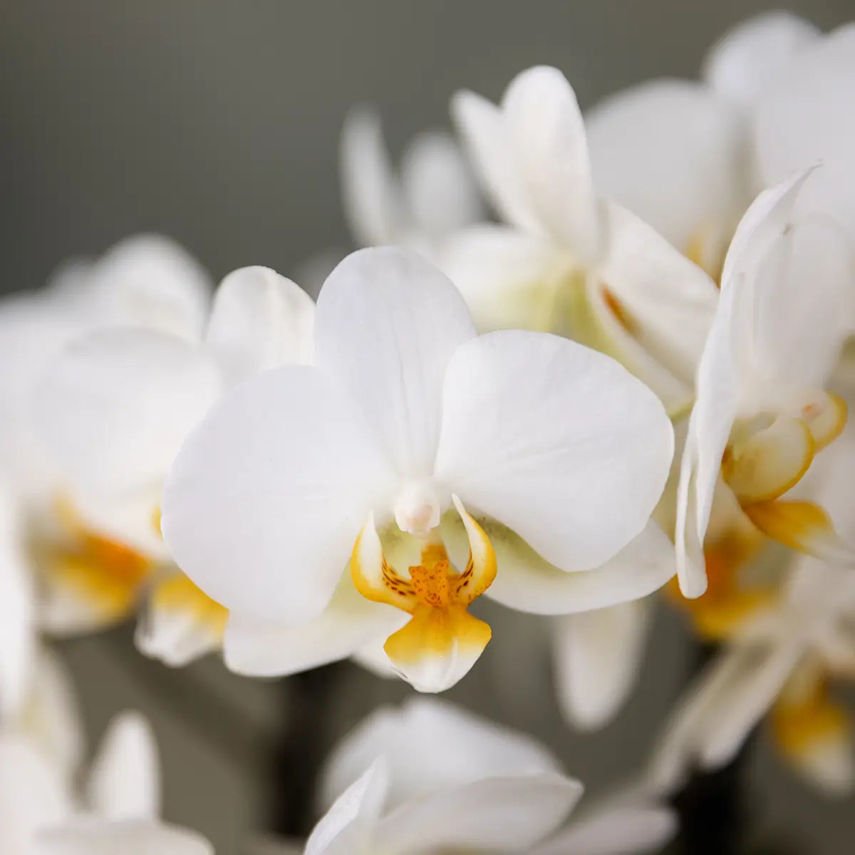 Surprise Box Mix – 2x Orchidee Everspring