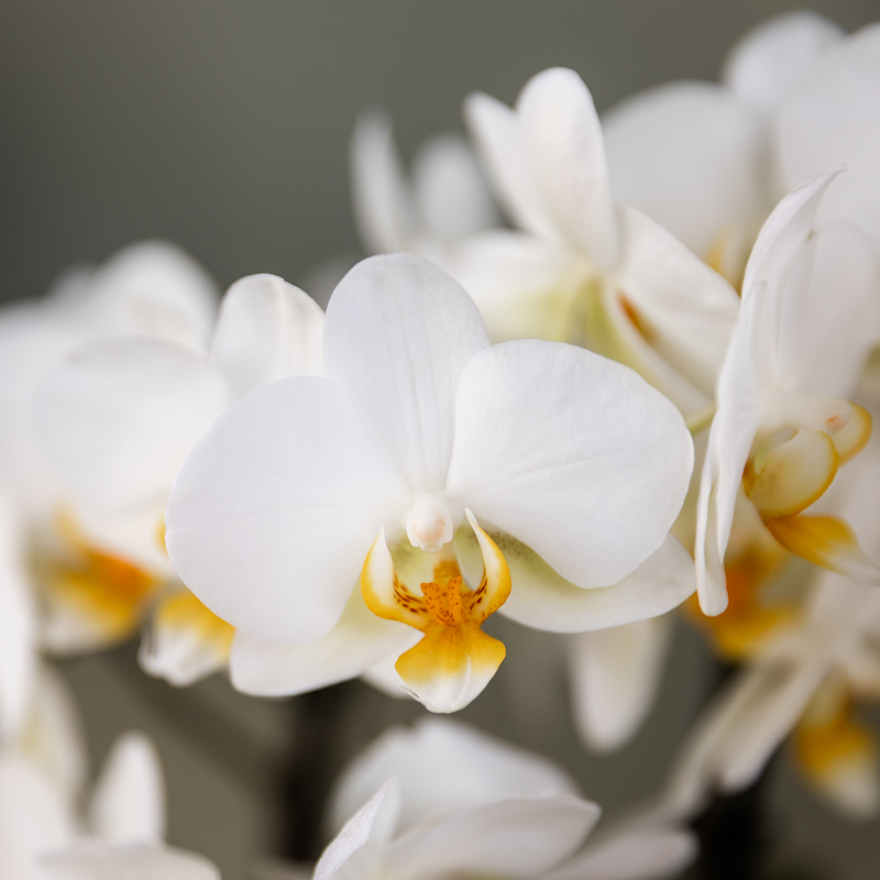 Surprise Box Mix – 2x Orchidee