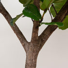 Ficus Lyrata boom