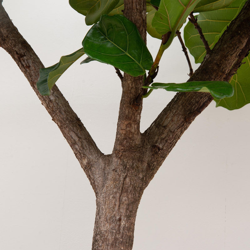 Ficus Lyrata boom