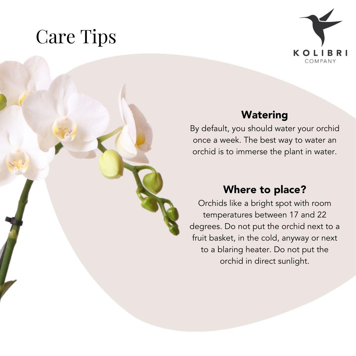 Kolibri Orchids – Witte Phalaenopsis Amabilis in Elite Gold pot