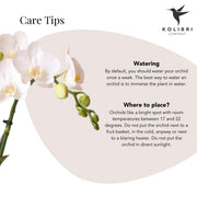 Kolibri Orchids – Witte Phalaenopsis Amabilis in Elite Gold pot
