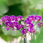 Kolibri Orchids Paarse Phalaenopsis Morelia