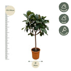 Ficus Elastica Robusta stam