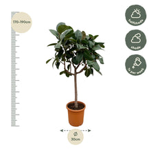 Ficus Elastica Robusta stam