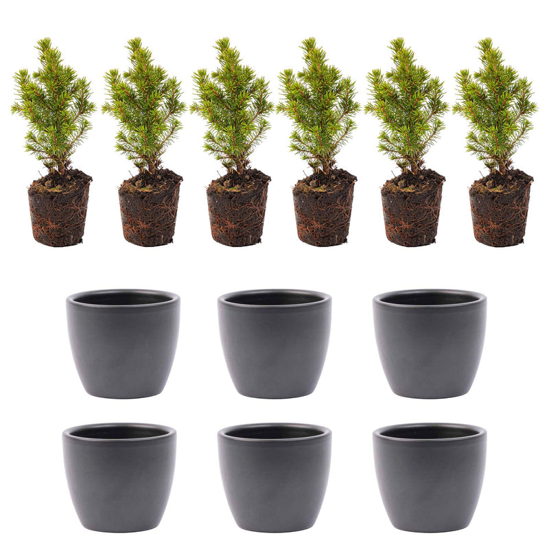Mini-kerstboom set 6 + Pot Boule Antraciet