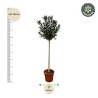 Nerium Oleander op stam met rode bloem