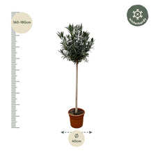 Nerium Oleander op stam met rode bloem