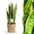 Sansevieria Laurentii – Inclusief Mand