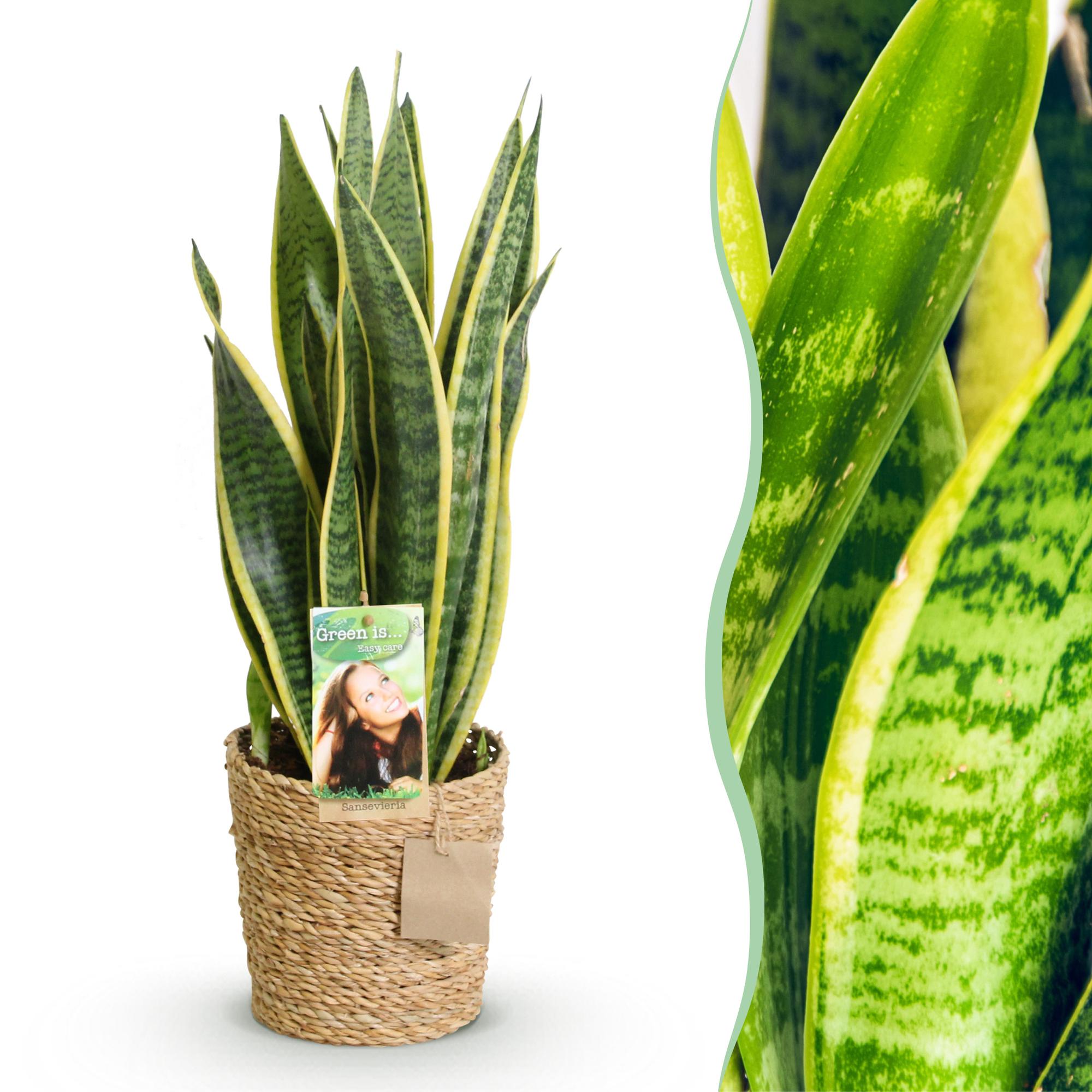 Sansevieria Laurentii – Inclusief Mand