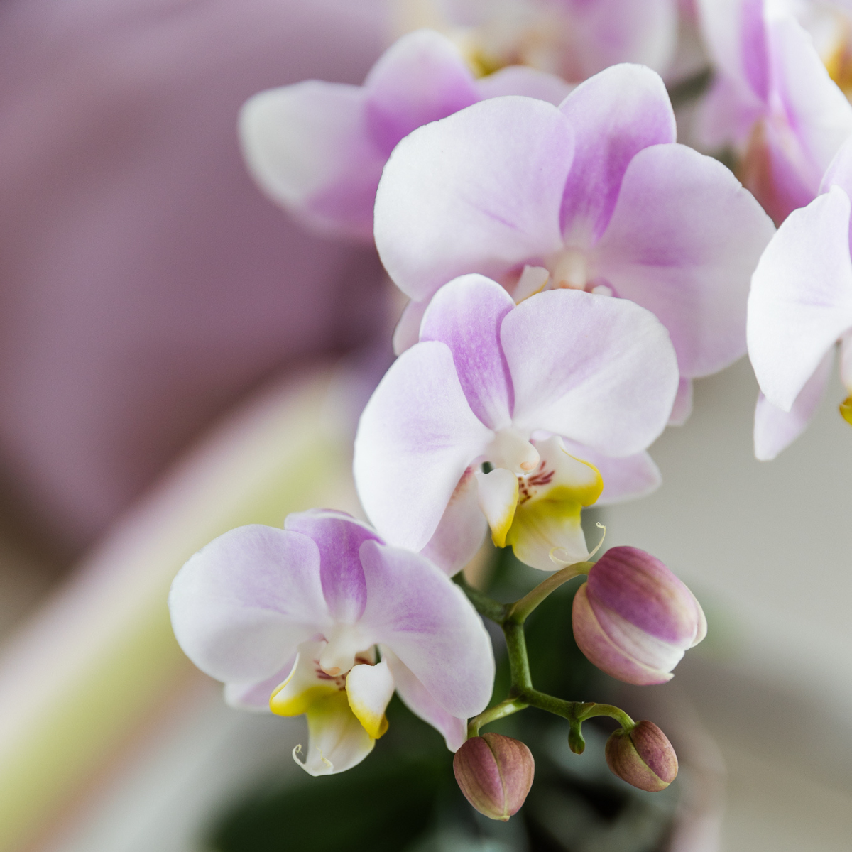 Kolibri Orchids | Roze orchidee Portugal in Malaga sierpot