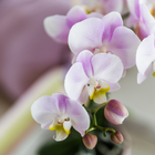 Kolibri Orchids | Roze orchidee Portugal in Malaga sierpot