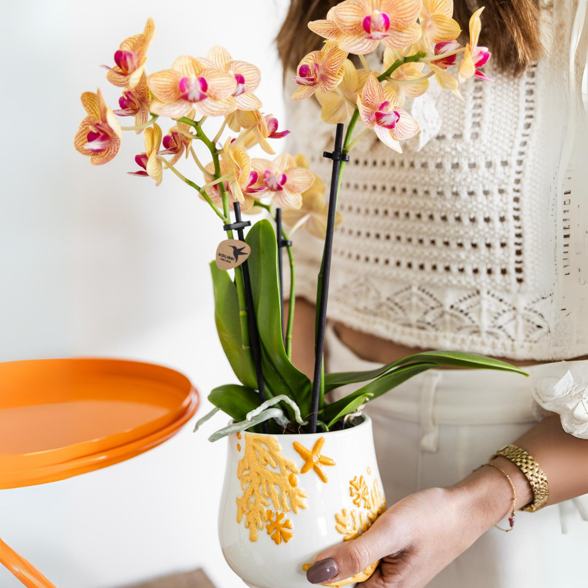 Kolibri Orchids Oranje Phalaenopsis Jamaica
