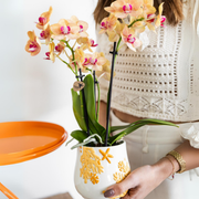 Kolibri Orchids Oranje Phalaenopsis Jamaica