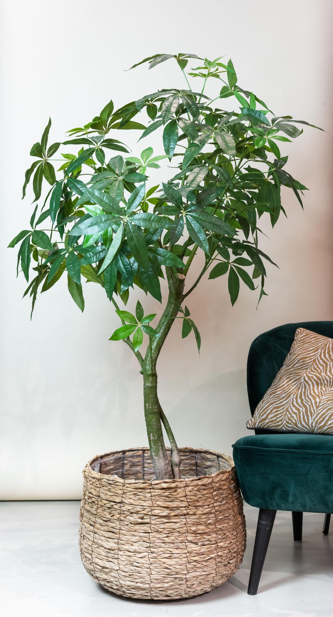 Pachira Aquatica Kunstplant (Geldboom)