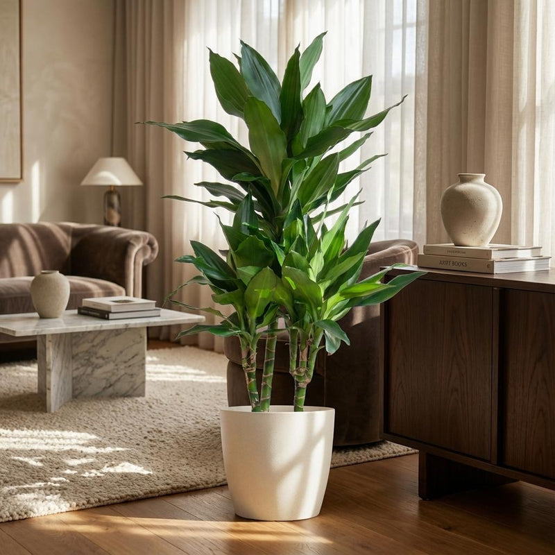 Dracaena Janet Lindt (Inclusief Potter Wit)