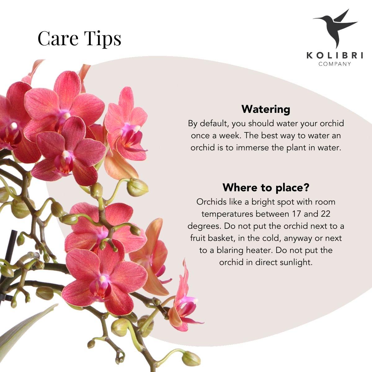 Kolibri Orchids – Rode Phalaenopsis Congo in Berry sierpot