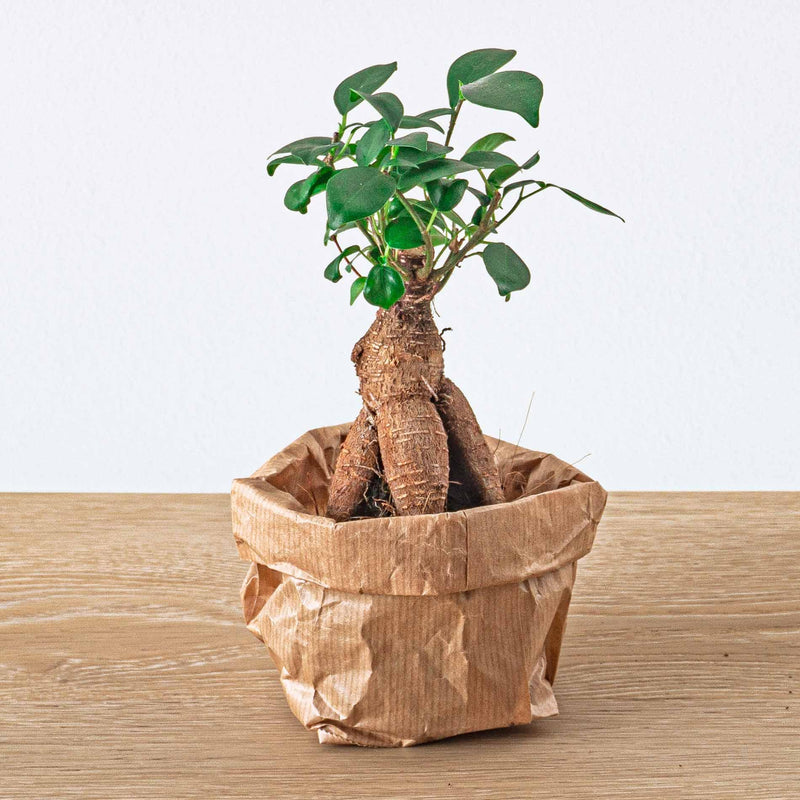 Ficus microcarpa ginseng bonsai