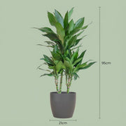 Dracaena Janet Lindt (Inclusief Potter Grijs)