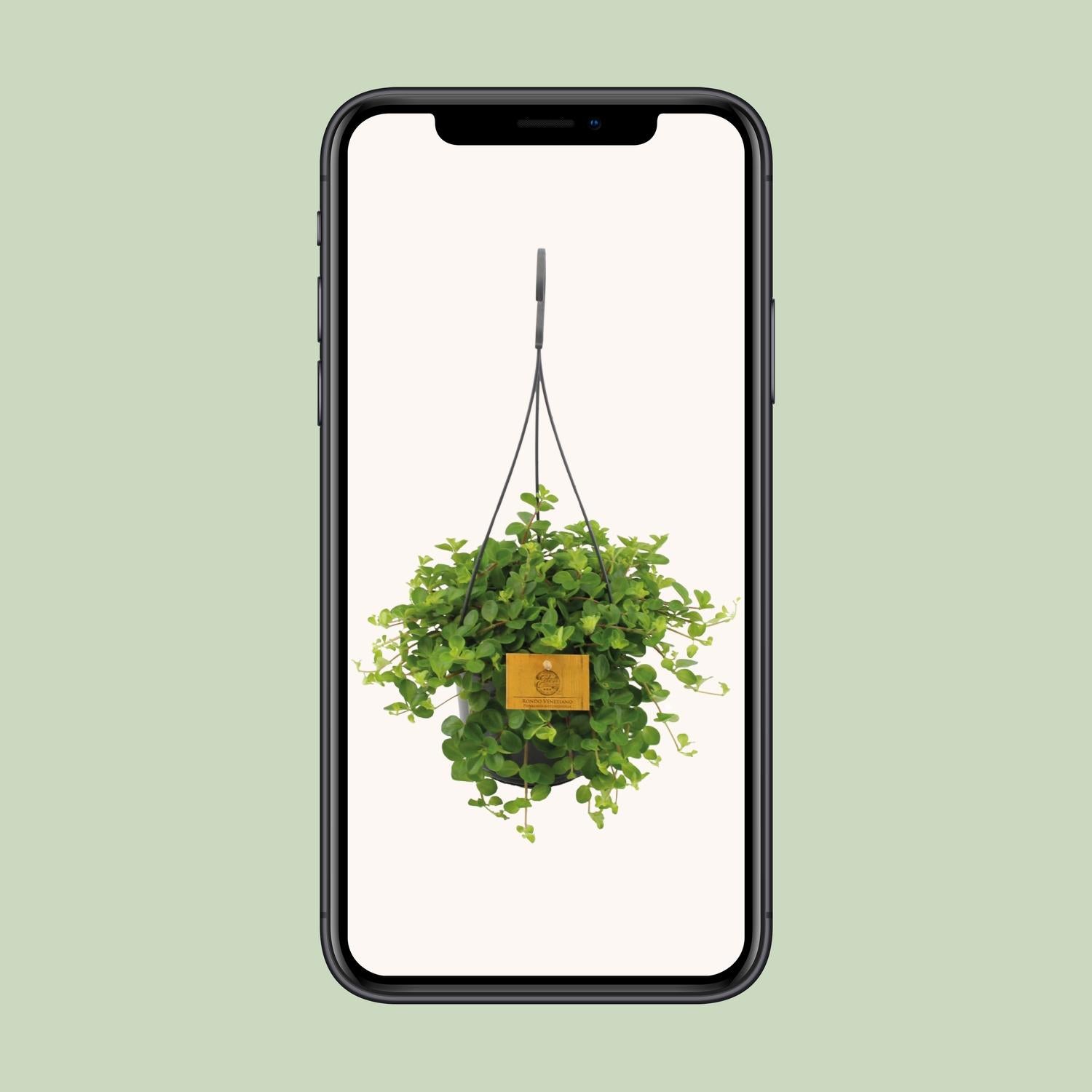 Peperomia Rotundifolia