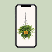 Peperomia Rotundifolia