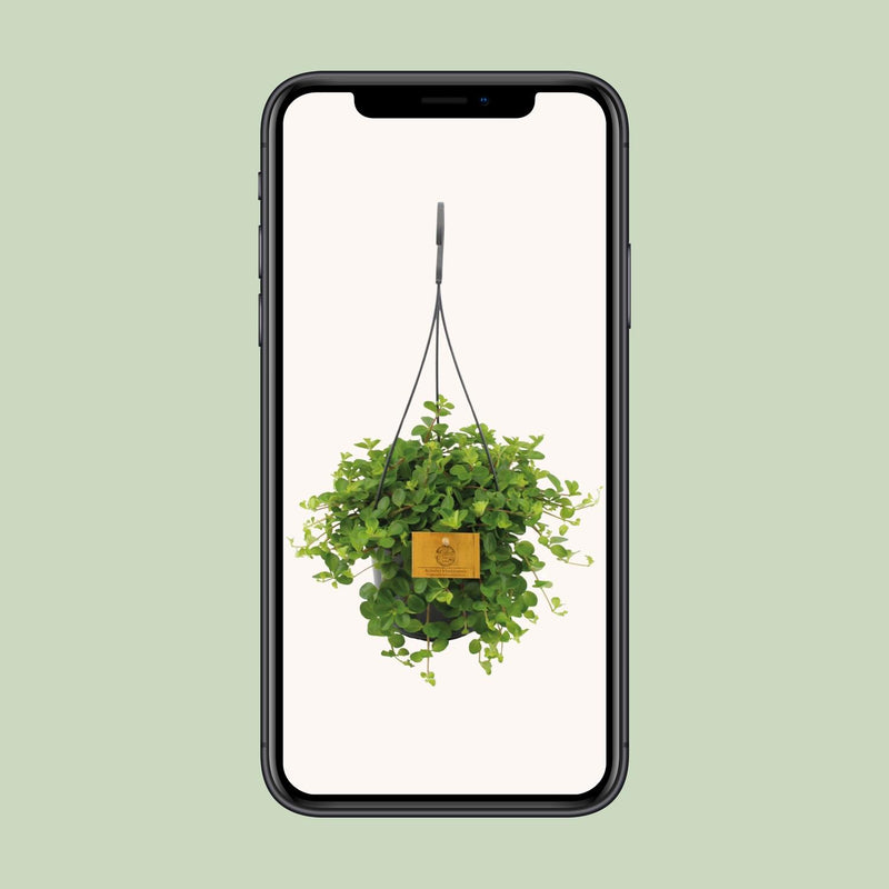 Peperomia Rotundifolia