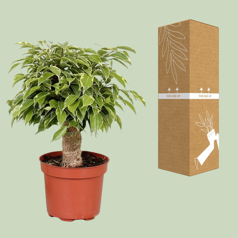 Ficus Benjamina ‘Kinky’