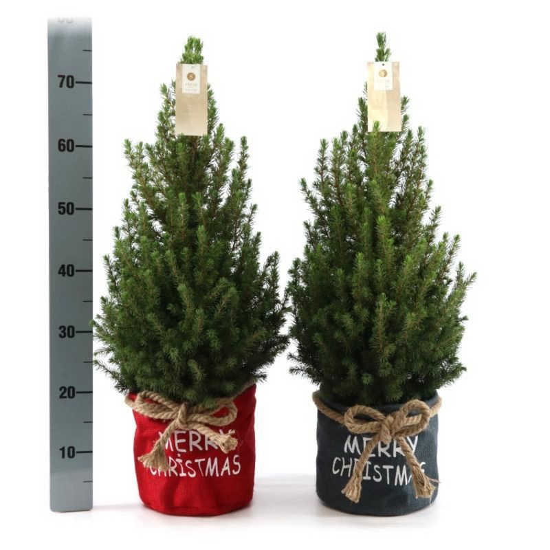 Picea Glauca Conica Kerstboom in Blauwe Xmas Bag