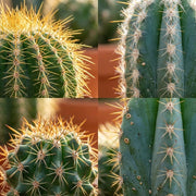 Mini Cactus Mix – 6 Stuks in Terracotta Potten