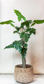 Alocasia kunstplant (Olifantsoor) Everspring