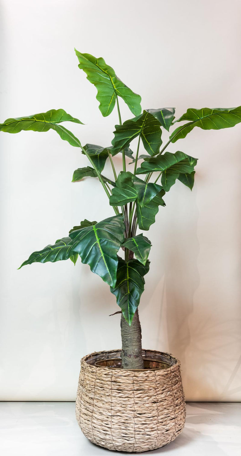 Alocasia kunstplant (Olifantsoor)