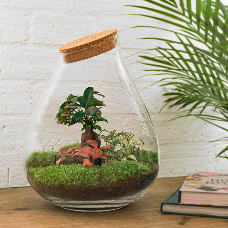 Drop XL Bonsai Terrarium