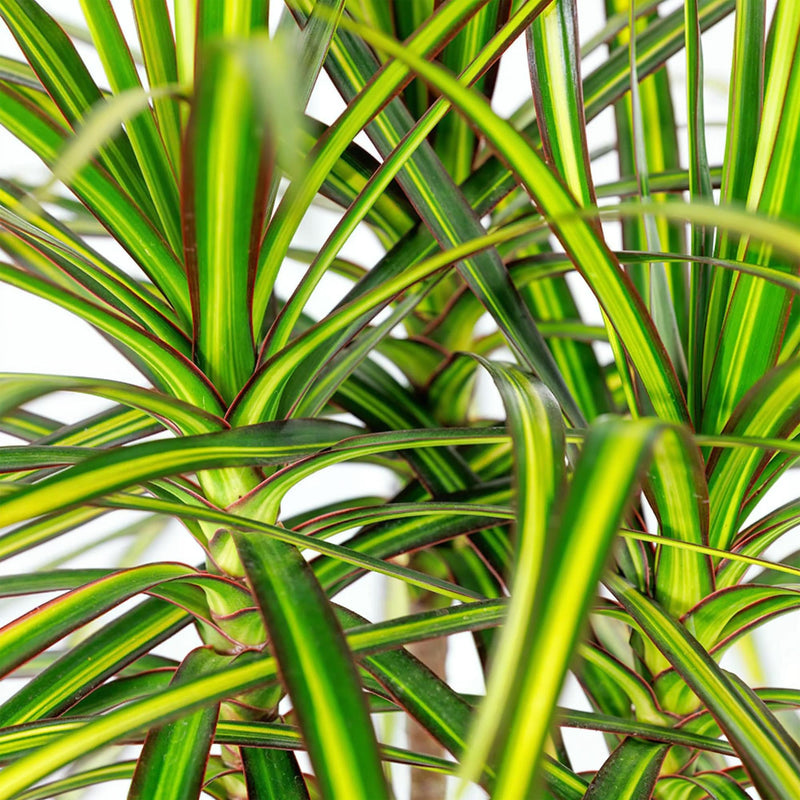 Dracaena Sunray (Drakenbloedboom) – Inclusief Mand