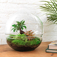 Dome Ficus Ginseng Bonsai - Terrarium