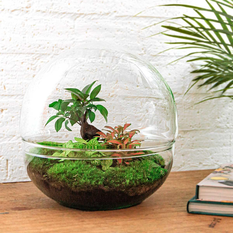 Dome Ficus Ginseng Bonsai - Terrarium