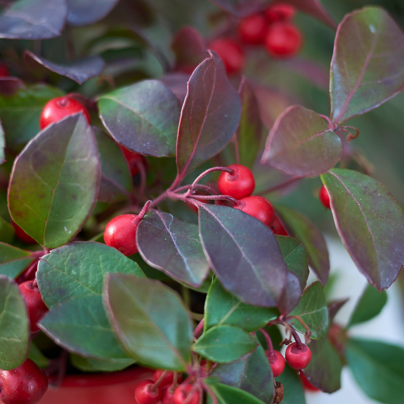 Gaultheria procumbens ‘Big Berry’ – Set van 6