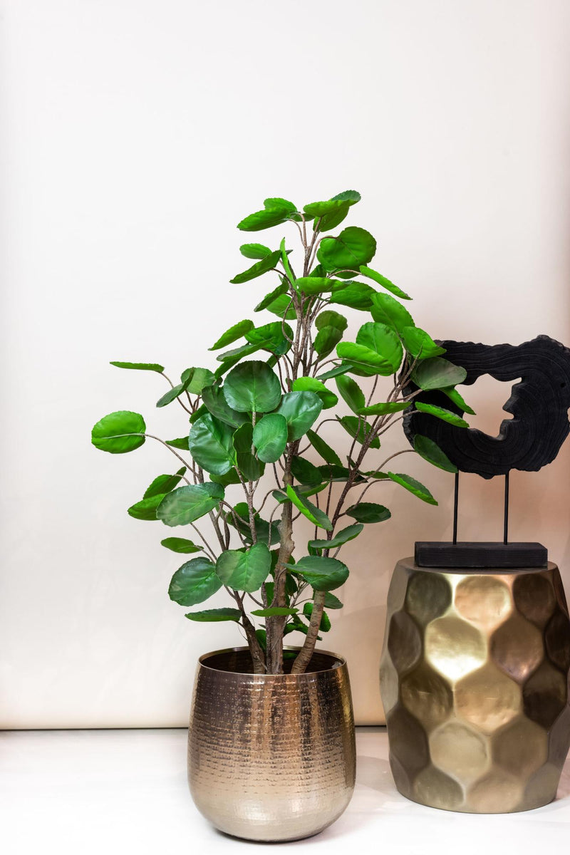Polyscias kunstplant (Aralia)