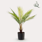 Chamaedorea Kunstplant (Bergpalm)