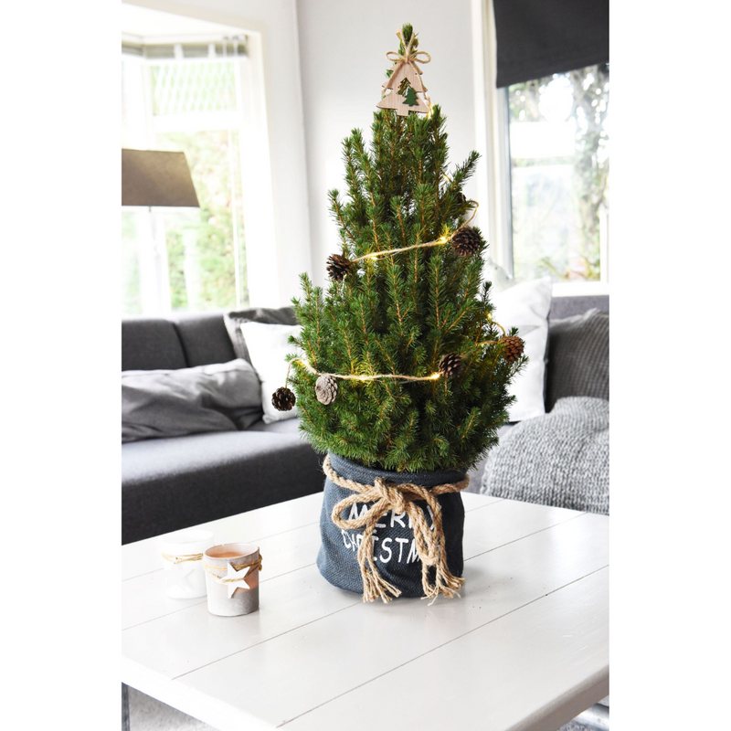 Picea Glauca Conica Kerstboom in Blauwe Xmas Bag