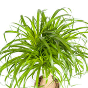Beaucarnea Recurvata stam met mand Everspring