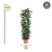 Ficus Alii King zuil