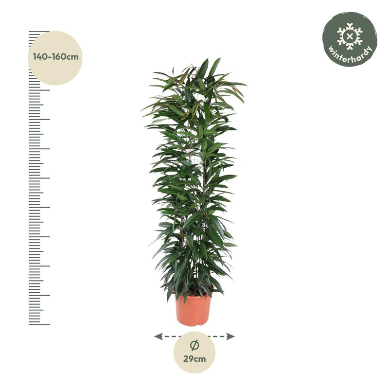 Ficus Alii King zuil