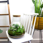 Sam XL Terrarium