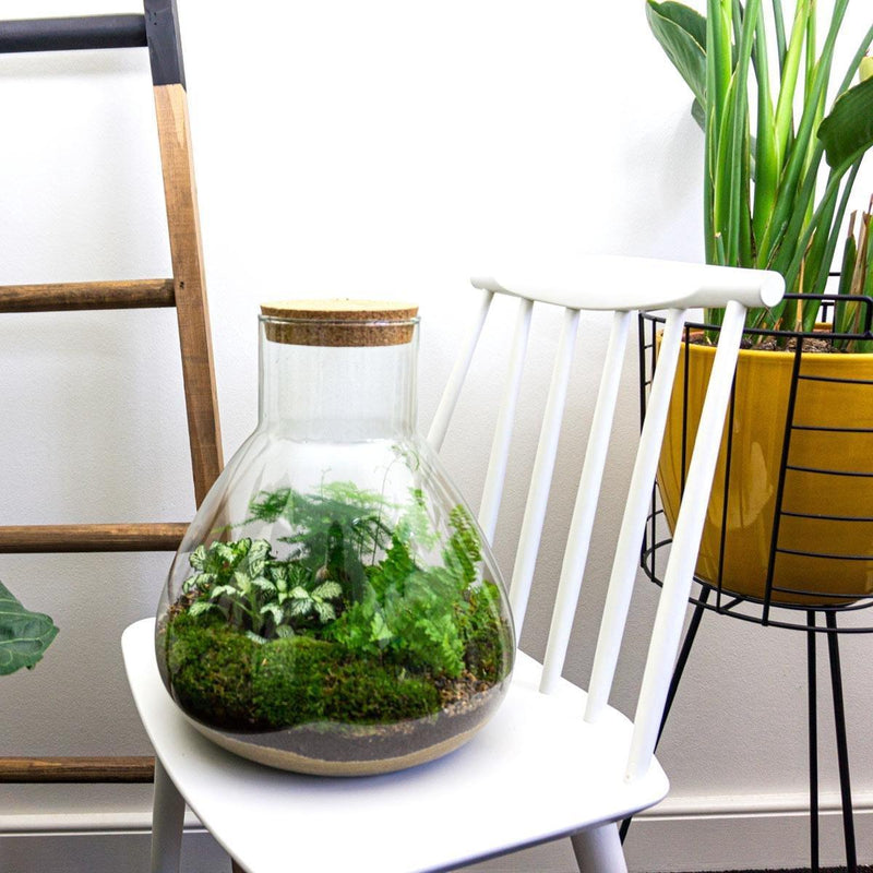 Sam XL Terrarium