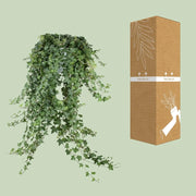 Hedera Helix ‘Pitsburg’ – Hang / XXL Everspring