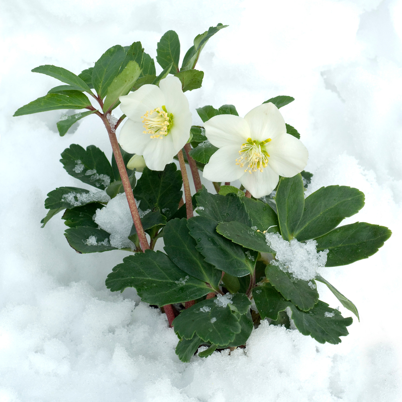 Helleborus niger ‘Christmas Carol’ – Set van 48 planten