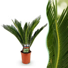 Cycas revoluta (Palmvaren)