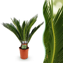 Cycas revoluta (Palmvaren)