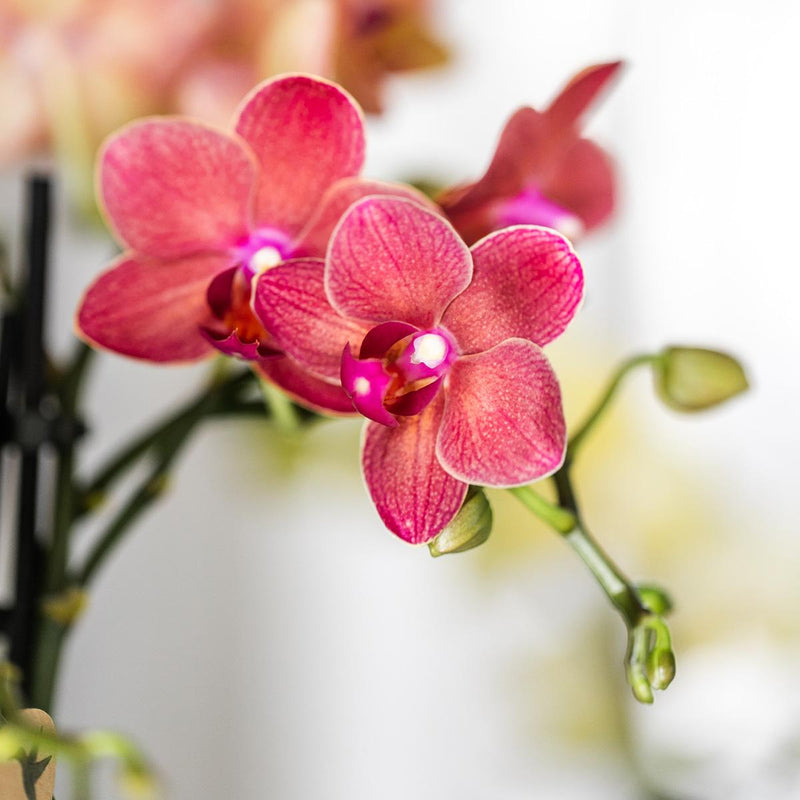Kolibri Orchids Phalaenopsis Congo Rood