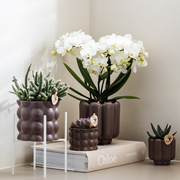 Kolibri Orchids Zürich – Witte Phalaenopsis